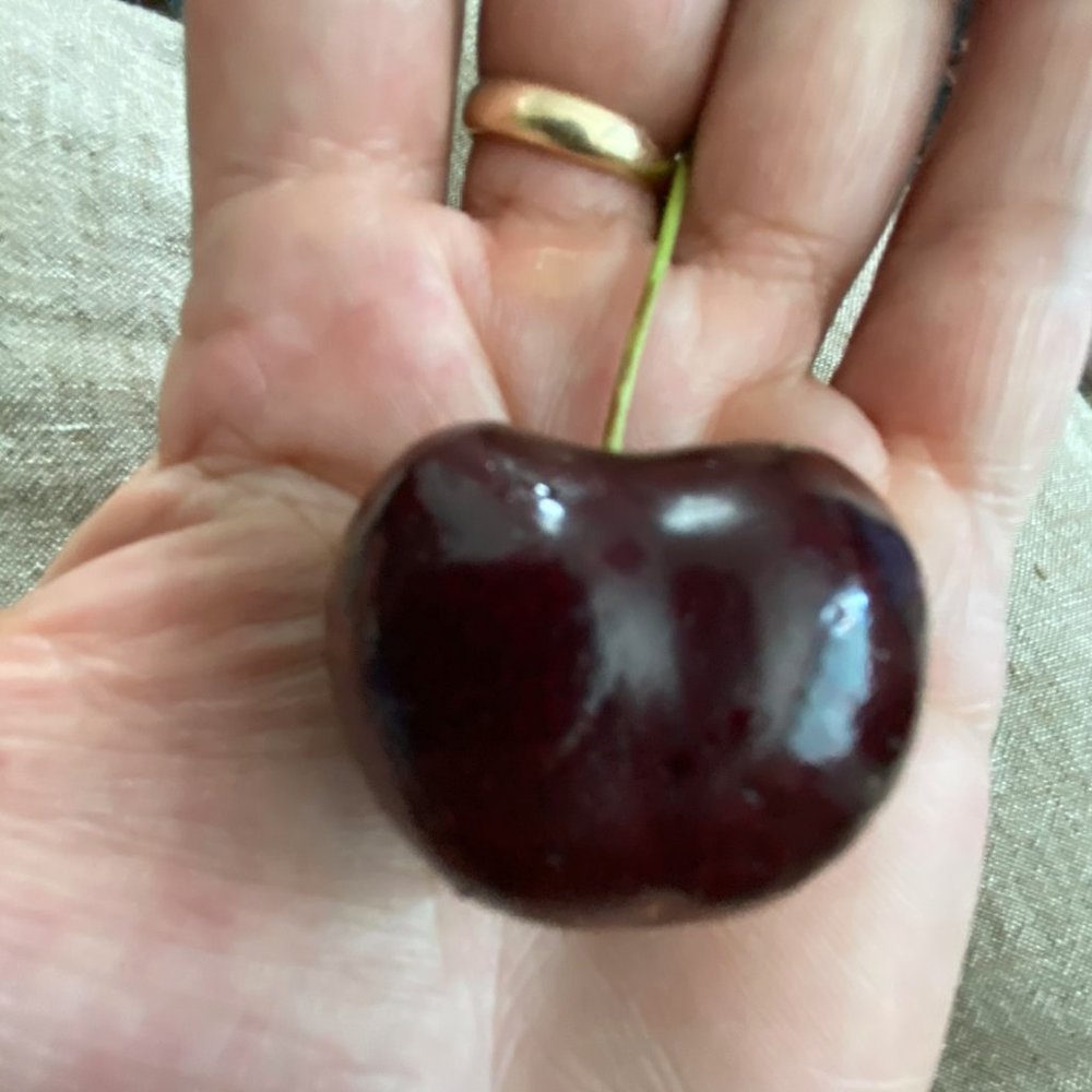 Meet your Posher, Blondie